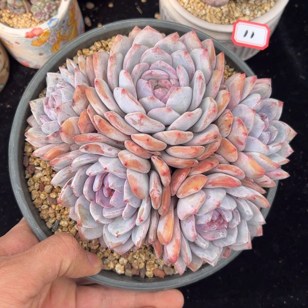 新年快乐 新年快乐