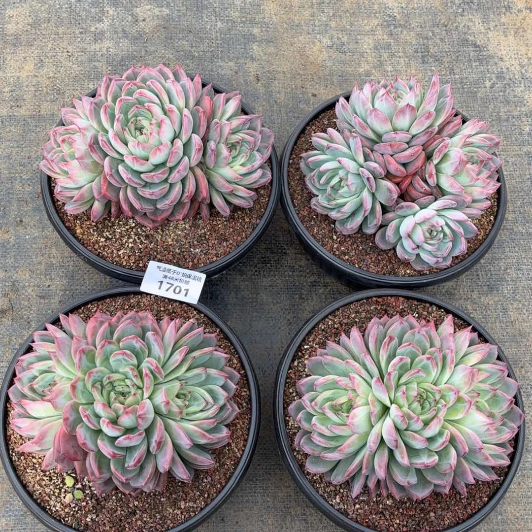 贝*红鸾群多肉植物1701