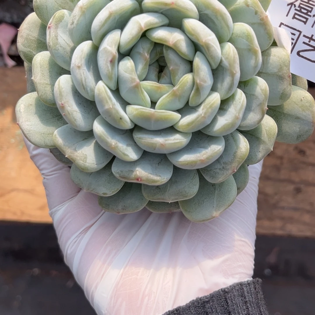 278白色恋人多肉植物……