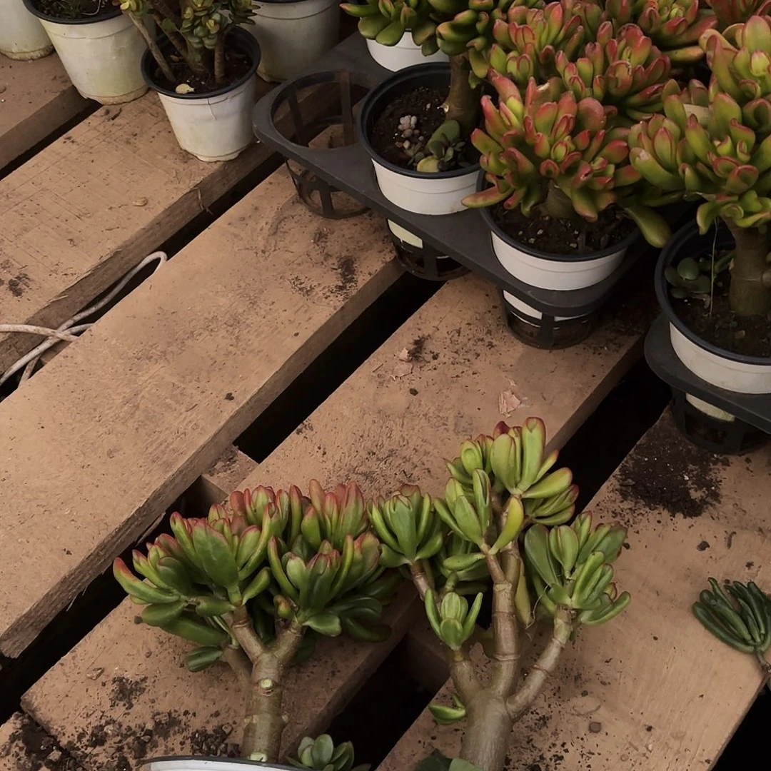 0333黄金打铲带盆发