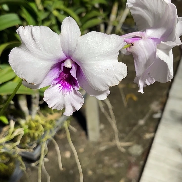 当前无花朵，栽培后可花朵卡娜女士壮苗4苗以上量拍