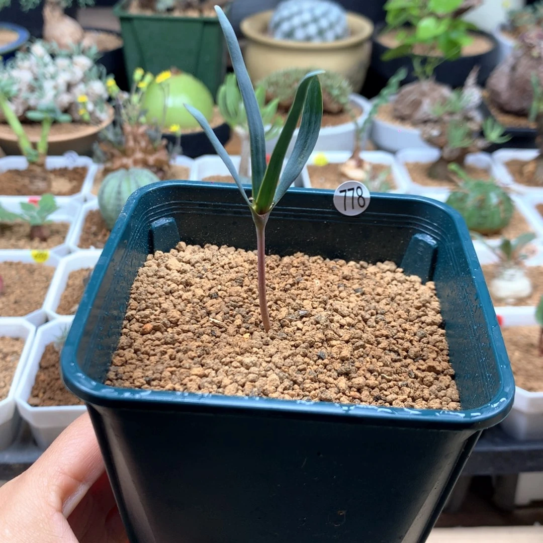 百岁兰带盆实生778