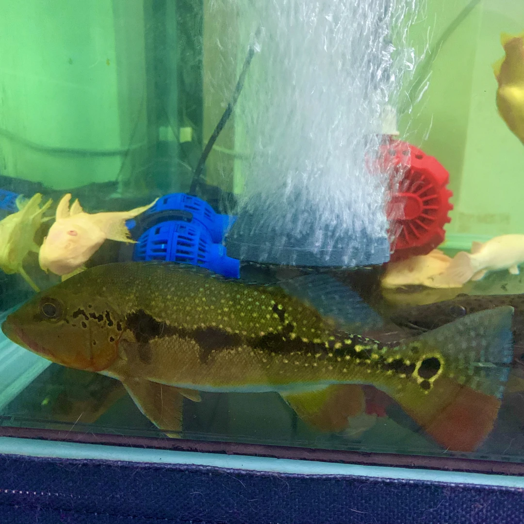 精品fogo 发色鲜红19-20公分