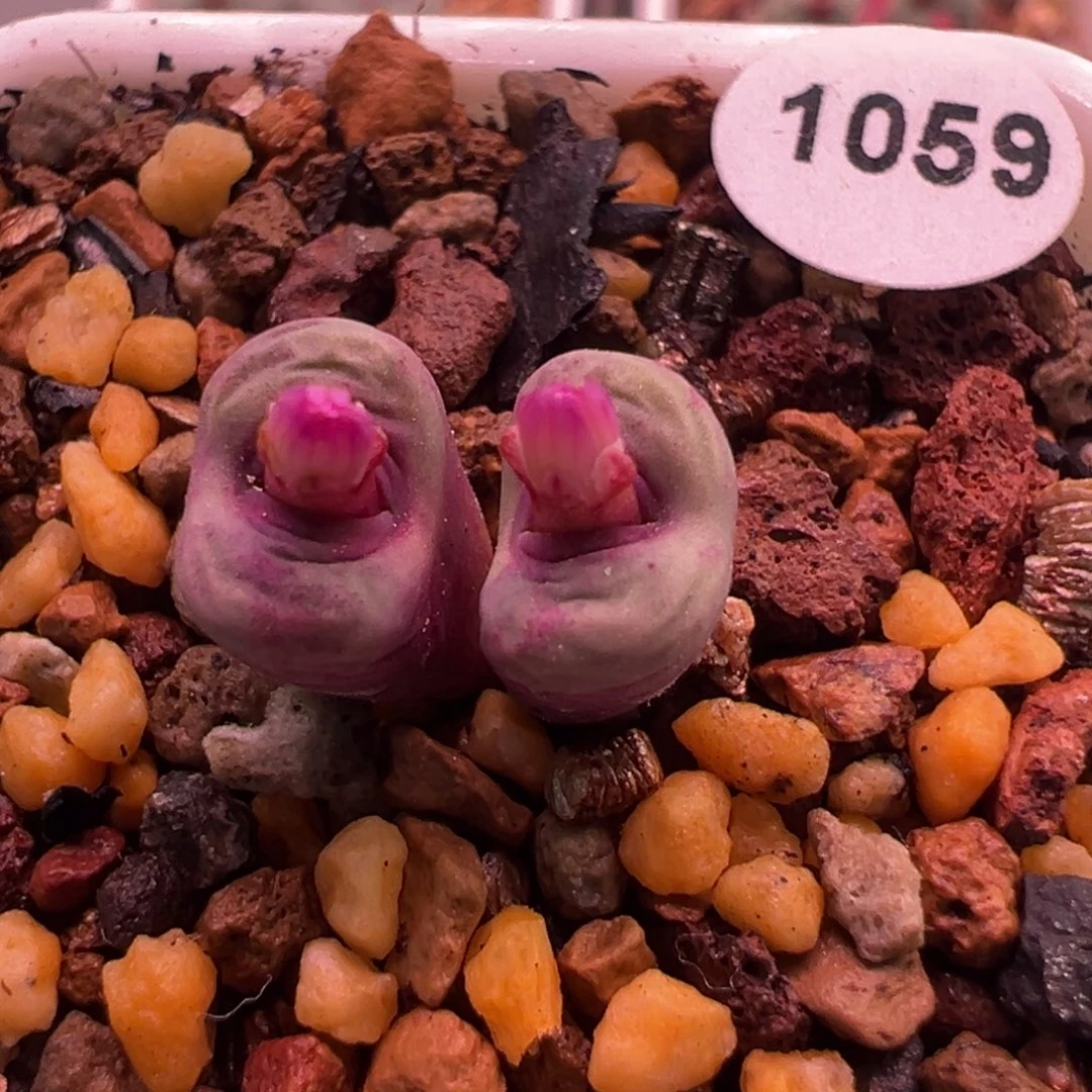 锦***王1059，se，肉锥植物