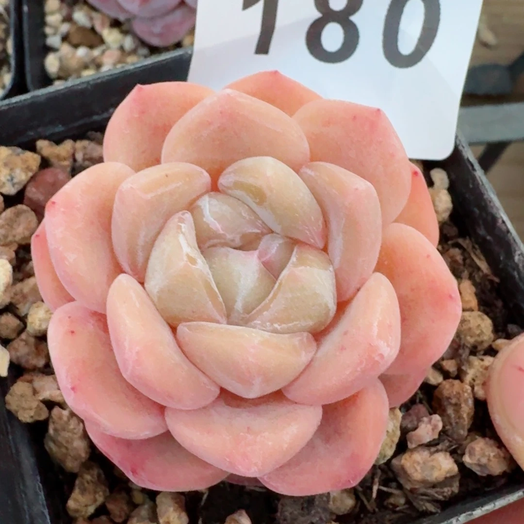 刚毅         精品多肉