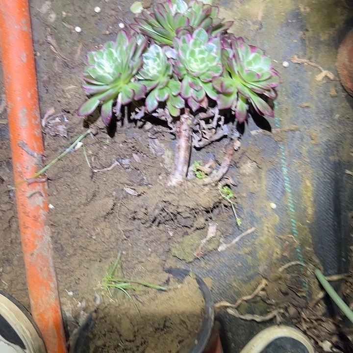 多肉法师植物链接126