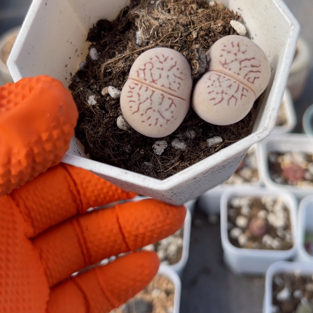 多肉植物一物一拍40