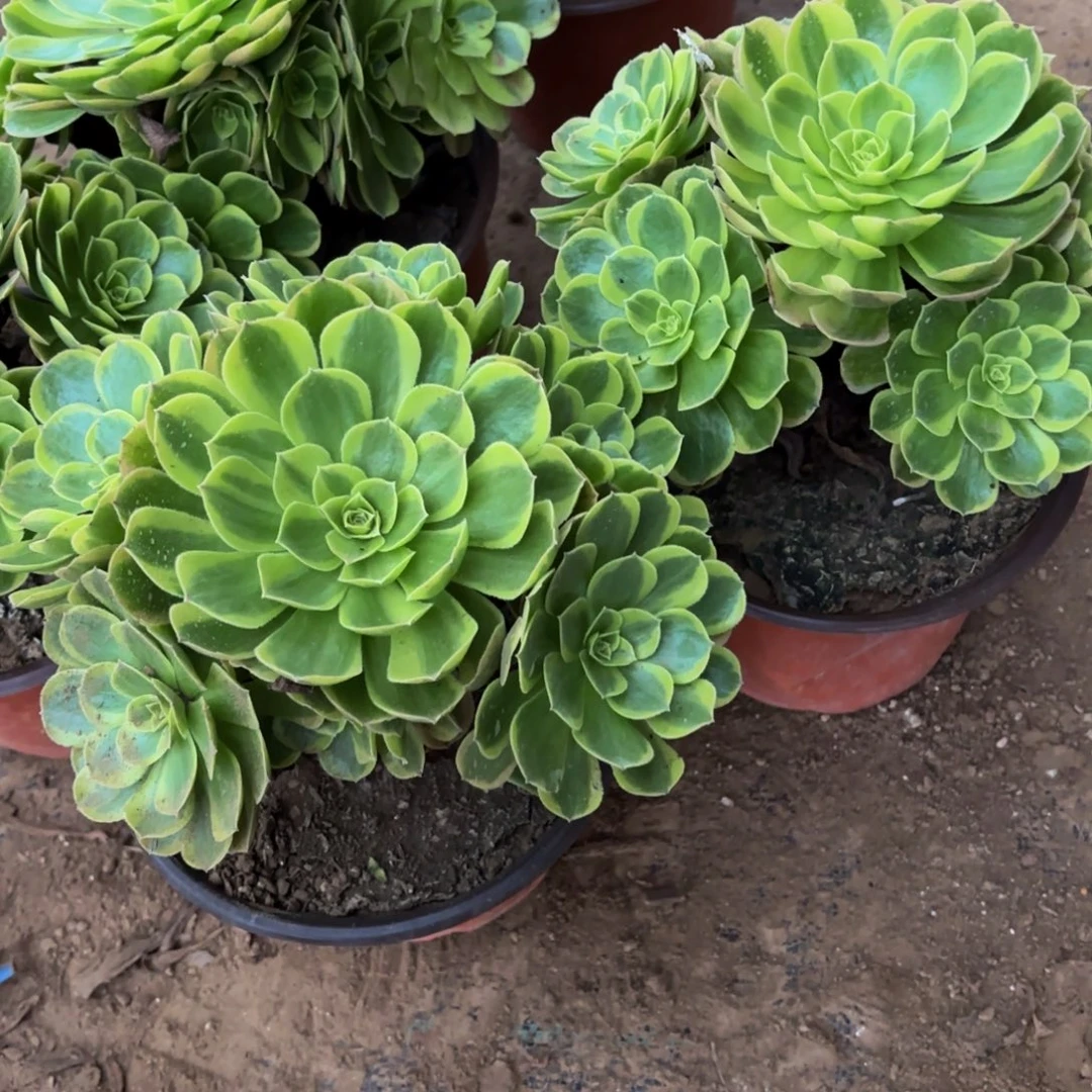 奶白法师9.9多肉植物