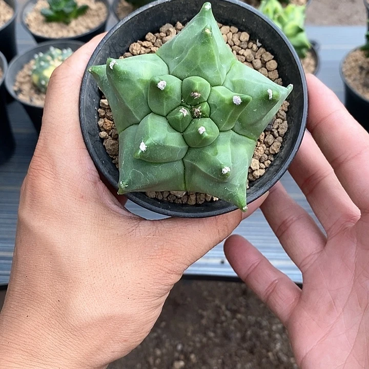 乐***皮鸾凤玉实生脱土发货