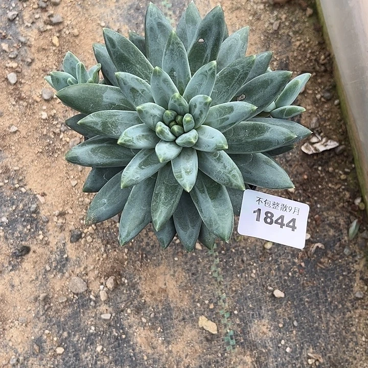 阿雅园艺。        1844