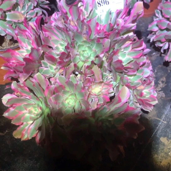 多肉植物女巫896