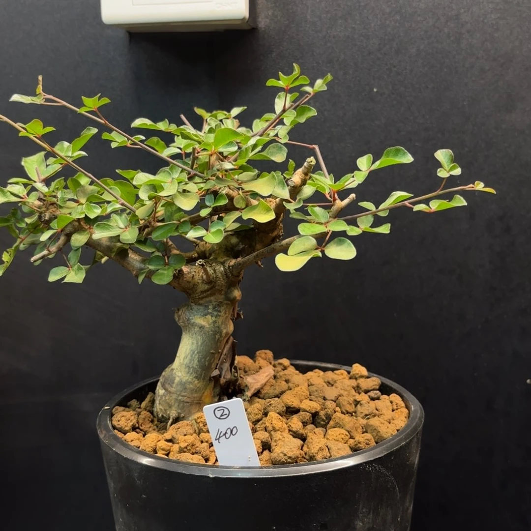 奥比克橄榄橄榄带盆土2