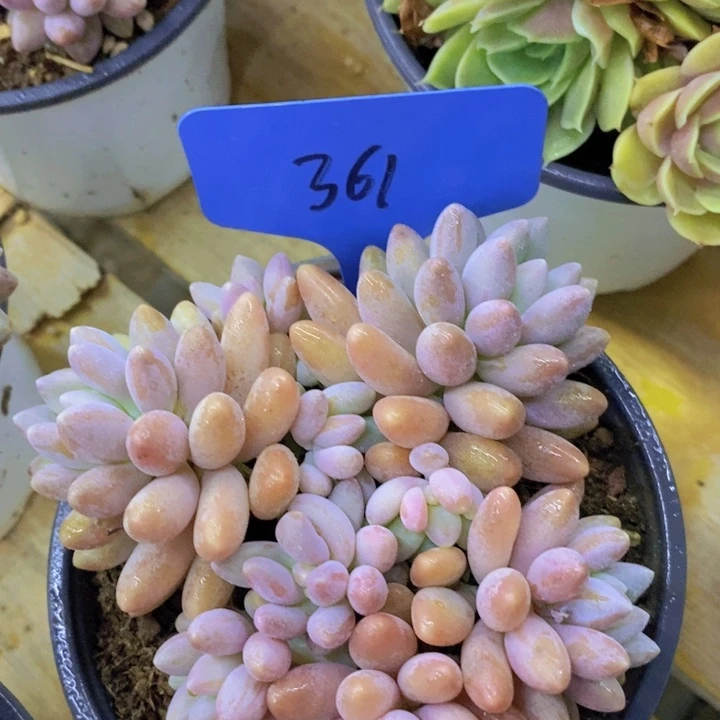 开心多肉，破1.5粉丝专场