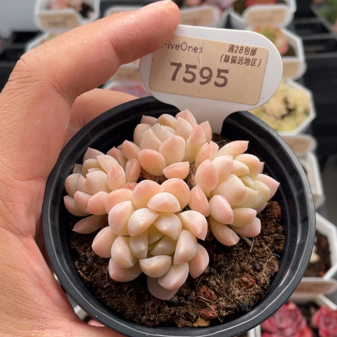 白雪7595-7.0厘米