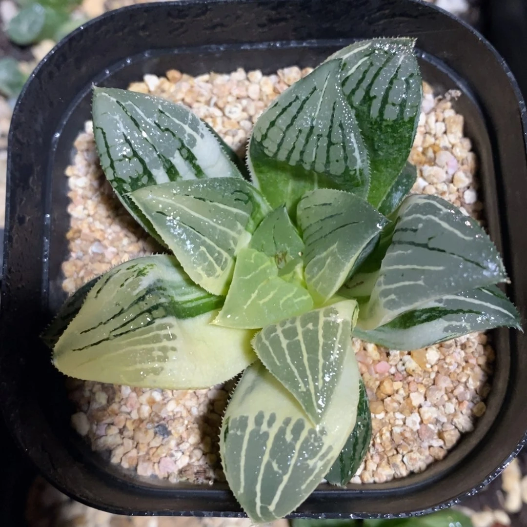 一颗万象锦 元旦福利