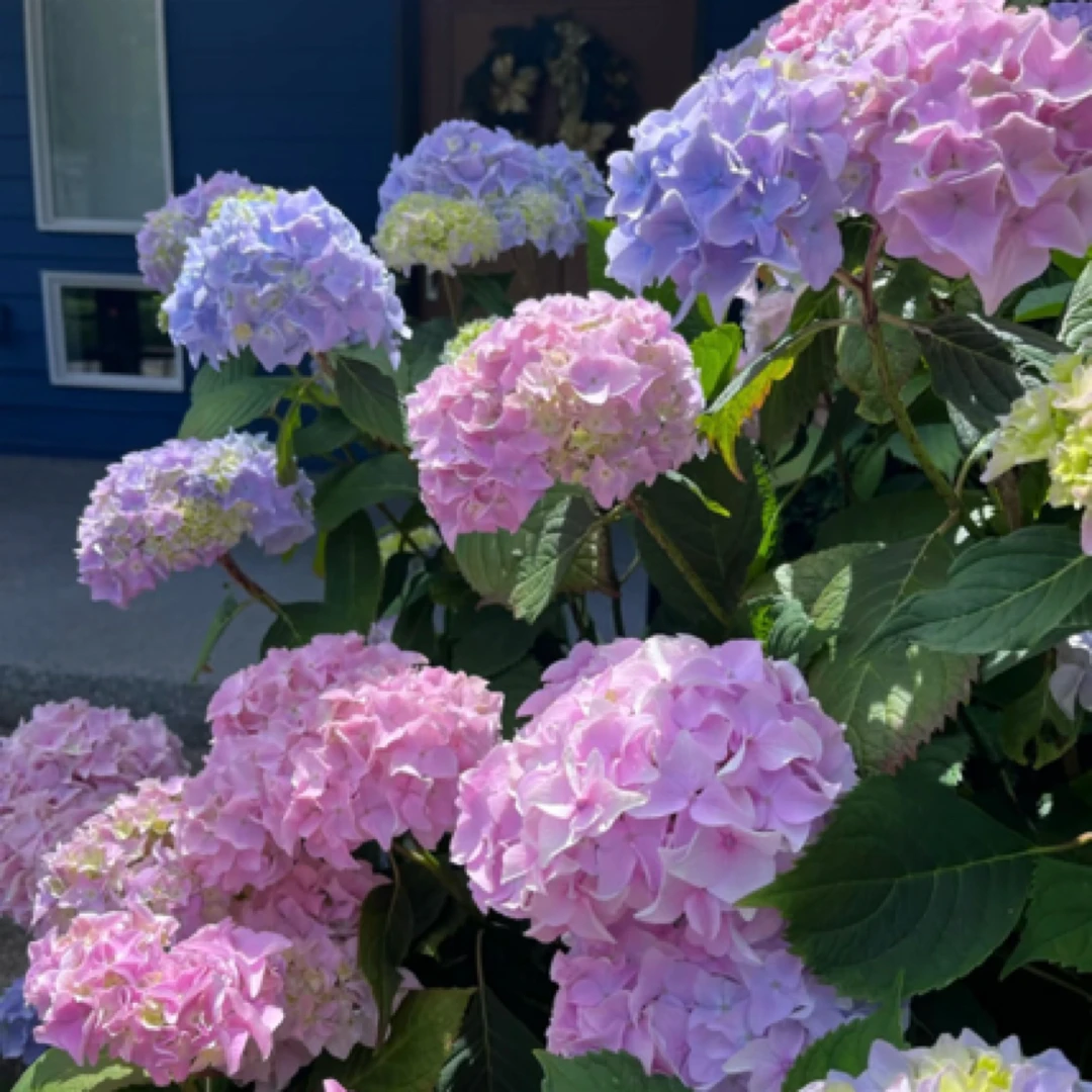 【姹紫嫣红】露天绣球花盆栽不带花发货可调色庭院阳台植物大绣球花