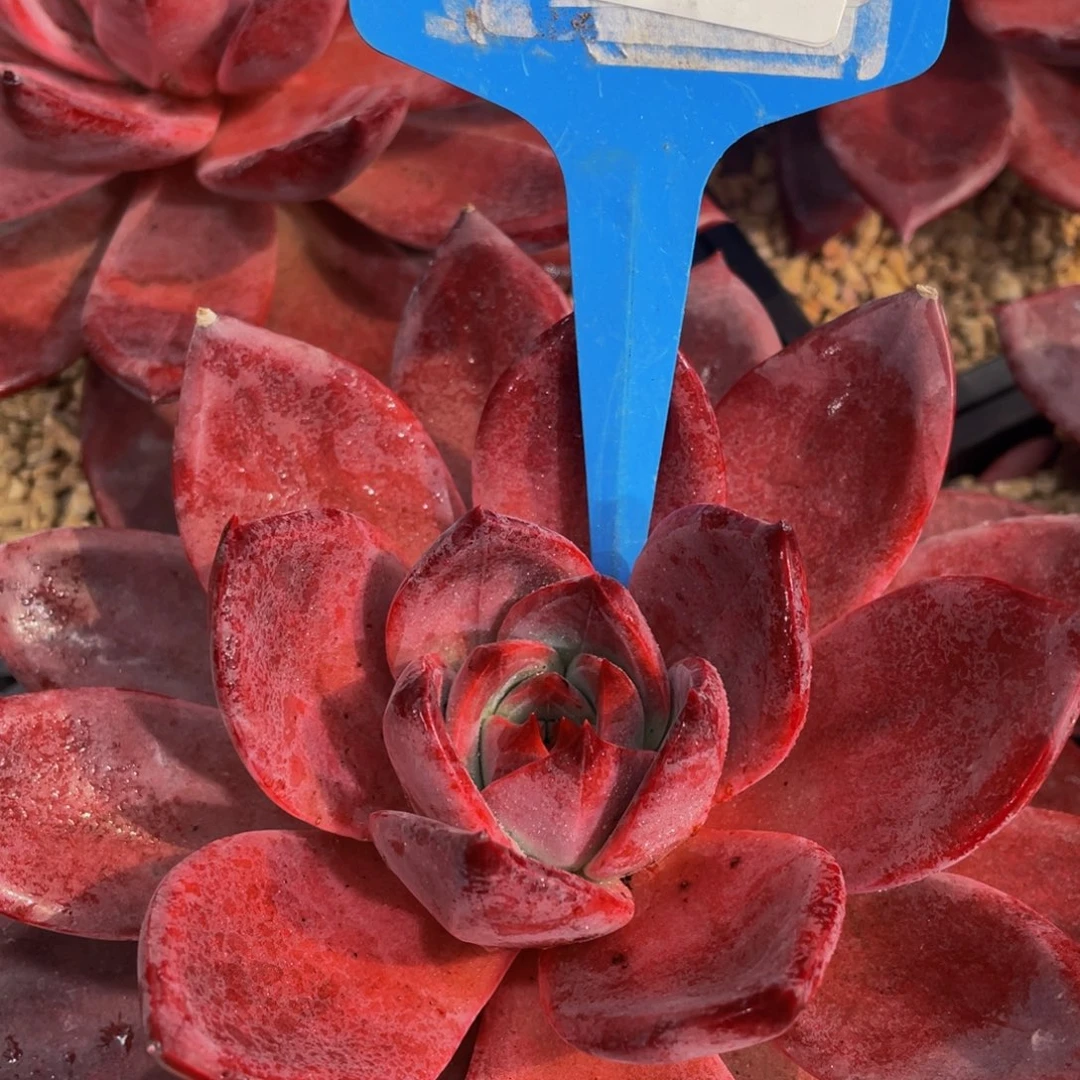 1006-7-老桩超大红糖卡一颗量拍