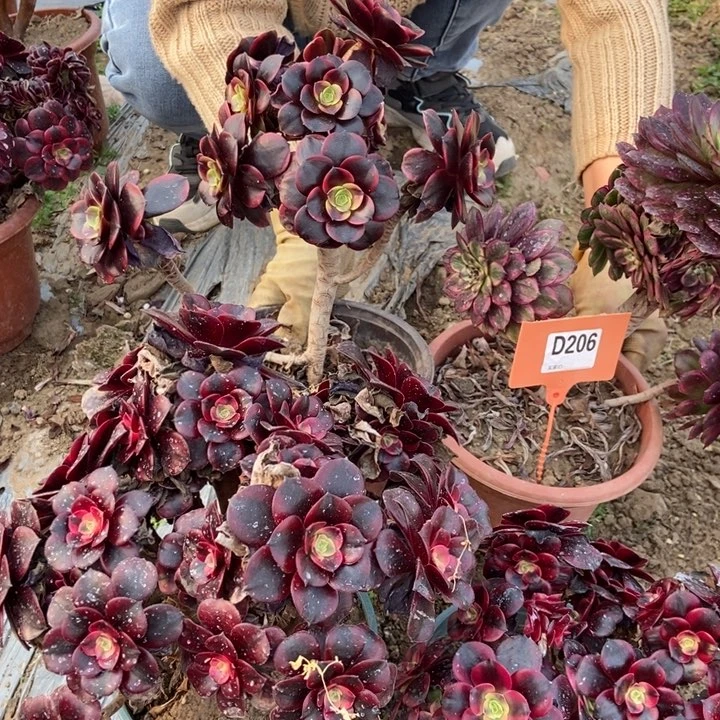 206老桩手捧老桩