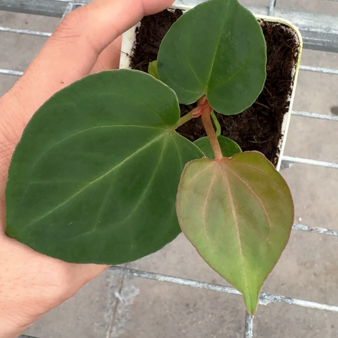 不开花植物Kos 籽播