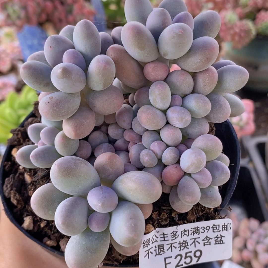 汤圆8cm259多肉植物