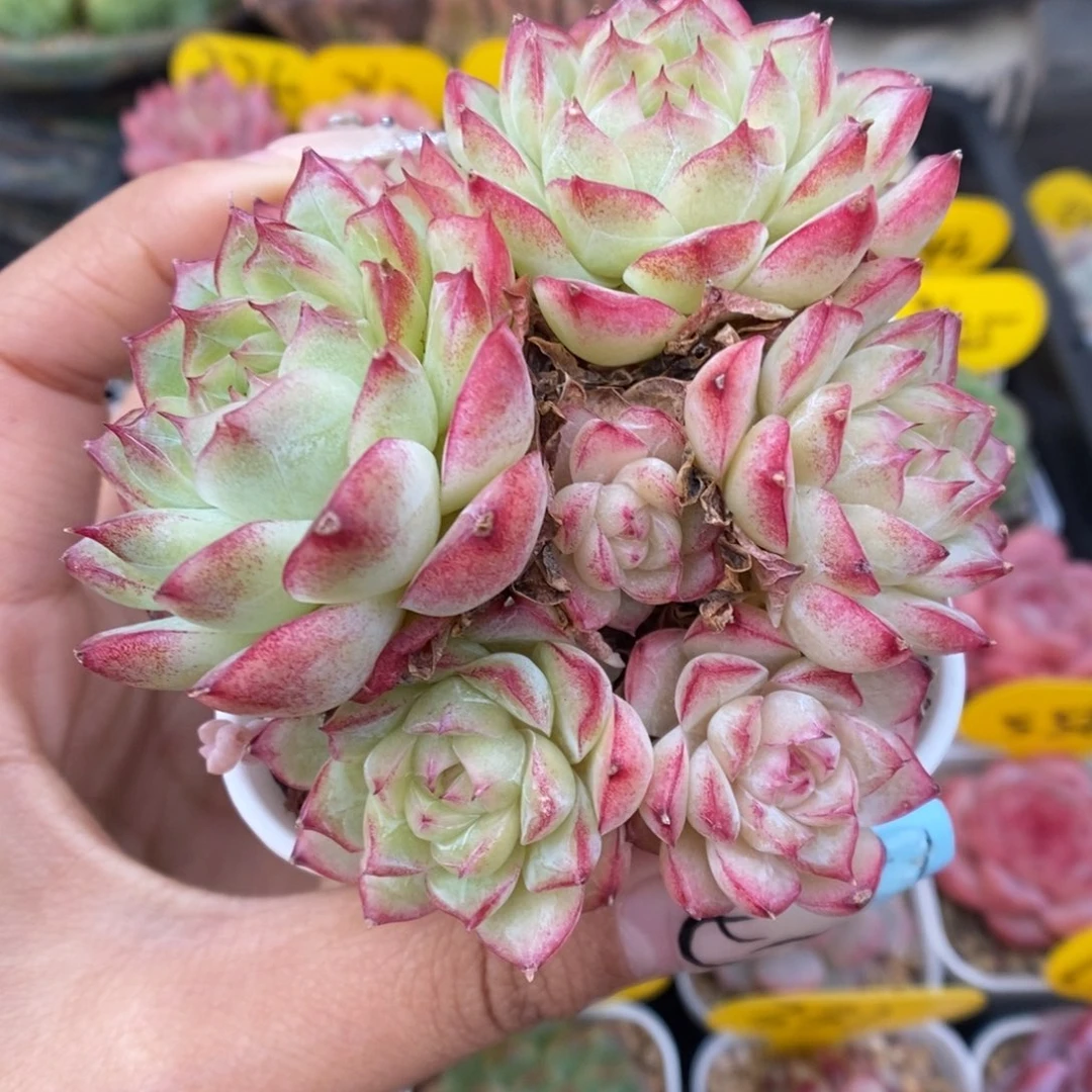 女王玫瑰群生425号