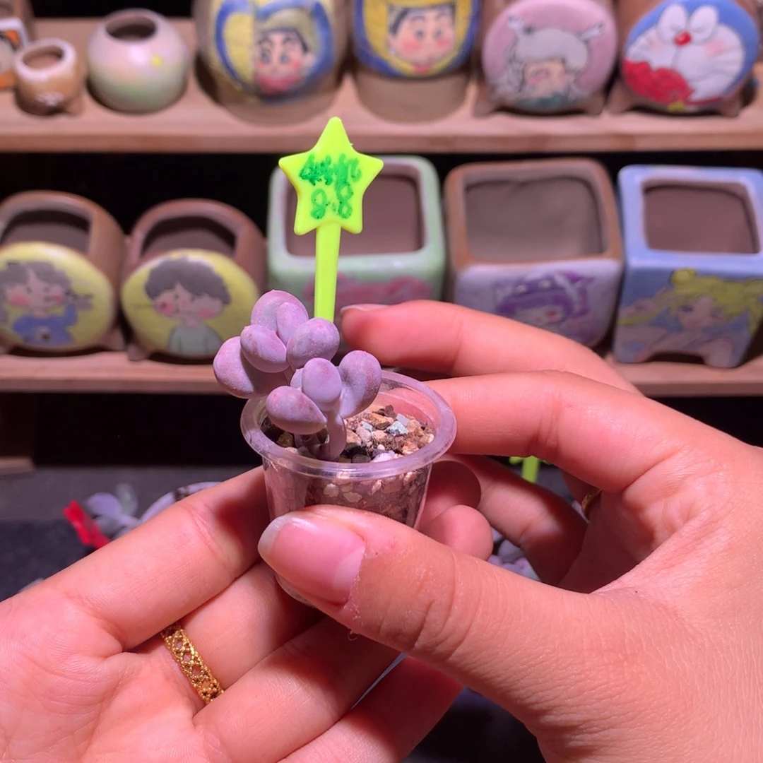 双头彩虹奶植物多肉