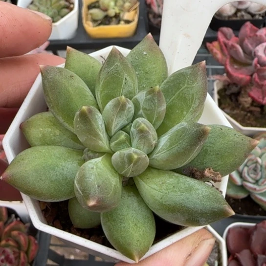 115重楼多肉植物多