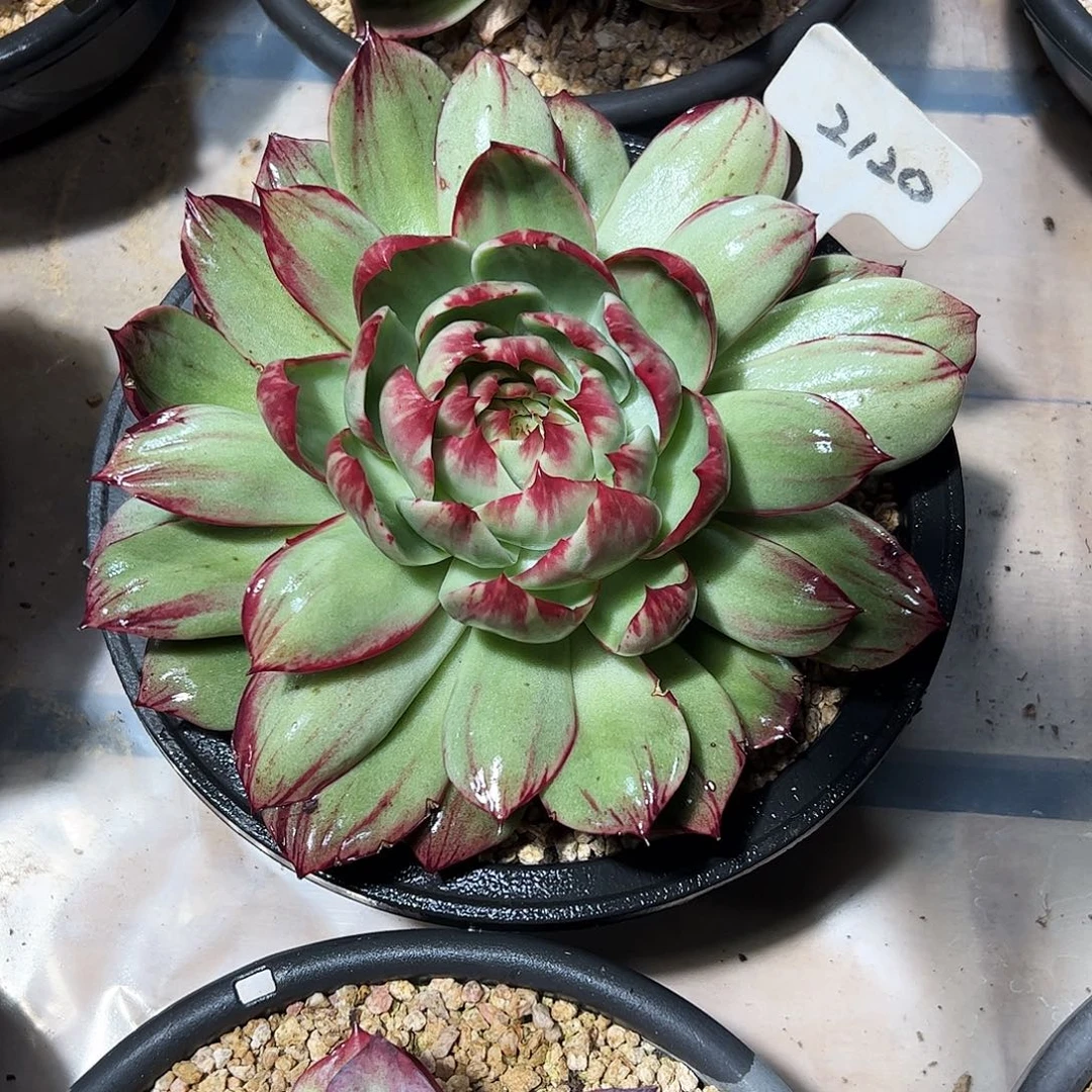 用***8惊鸿仙子一物一拍