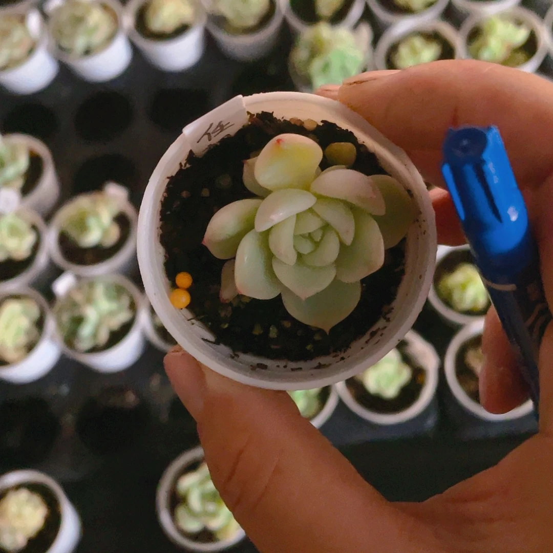 4*9任姐拍甜心中苗盆一个满25包邮