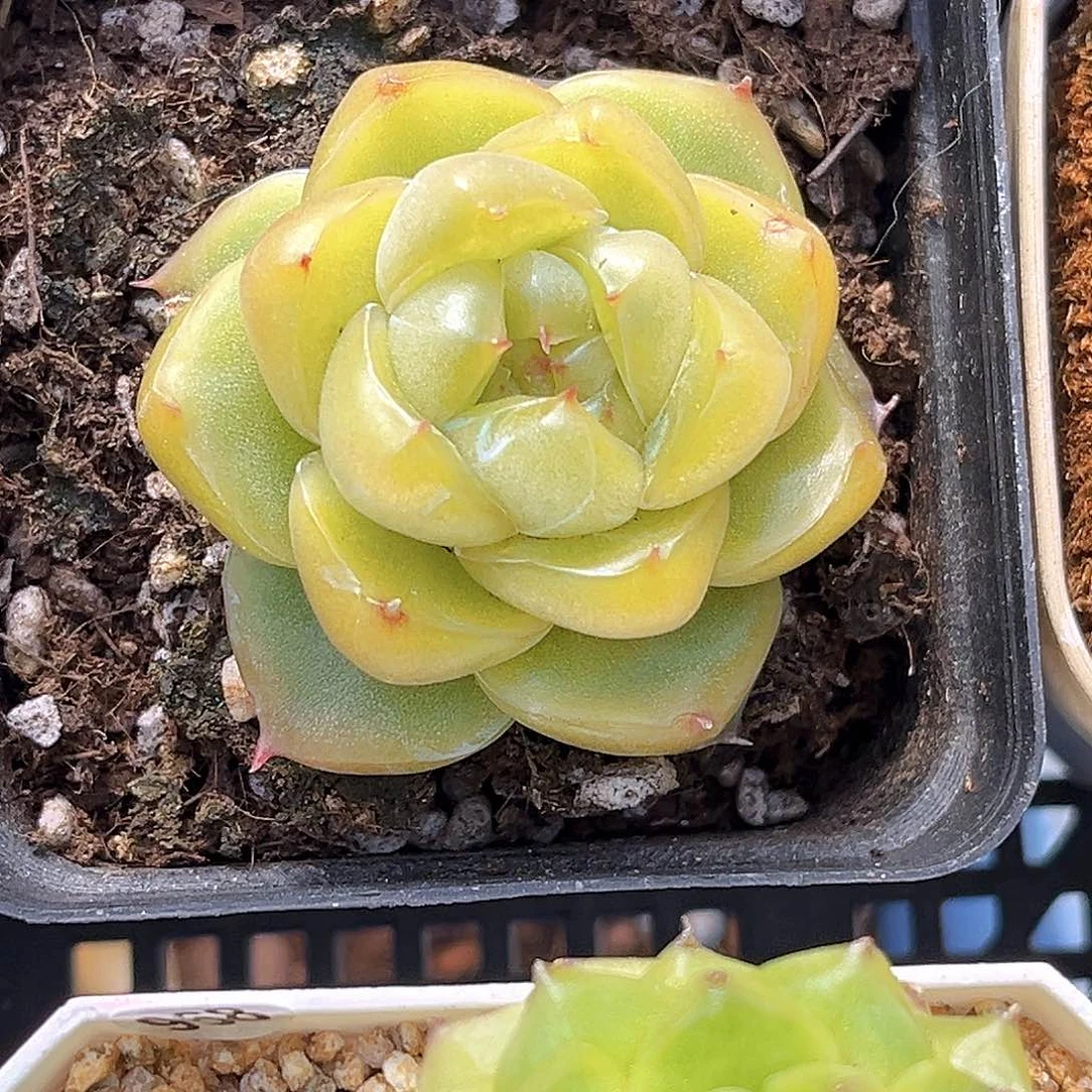964一物一拍 祖母绿