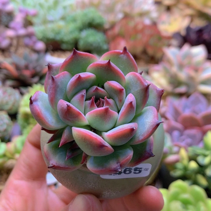 一物一拍喊盆土满38包邮A465