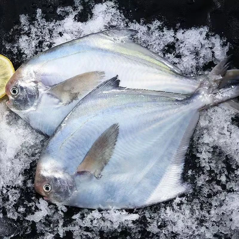 大号银鲳鱼 4条/包一斤 正宗野生新鲜海捕 红烧 烧银 简单又好吃
