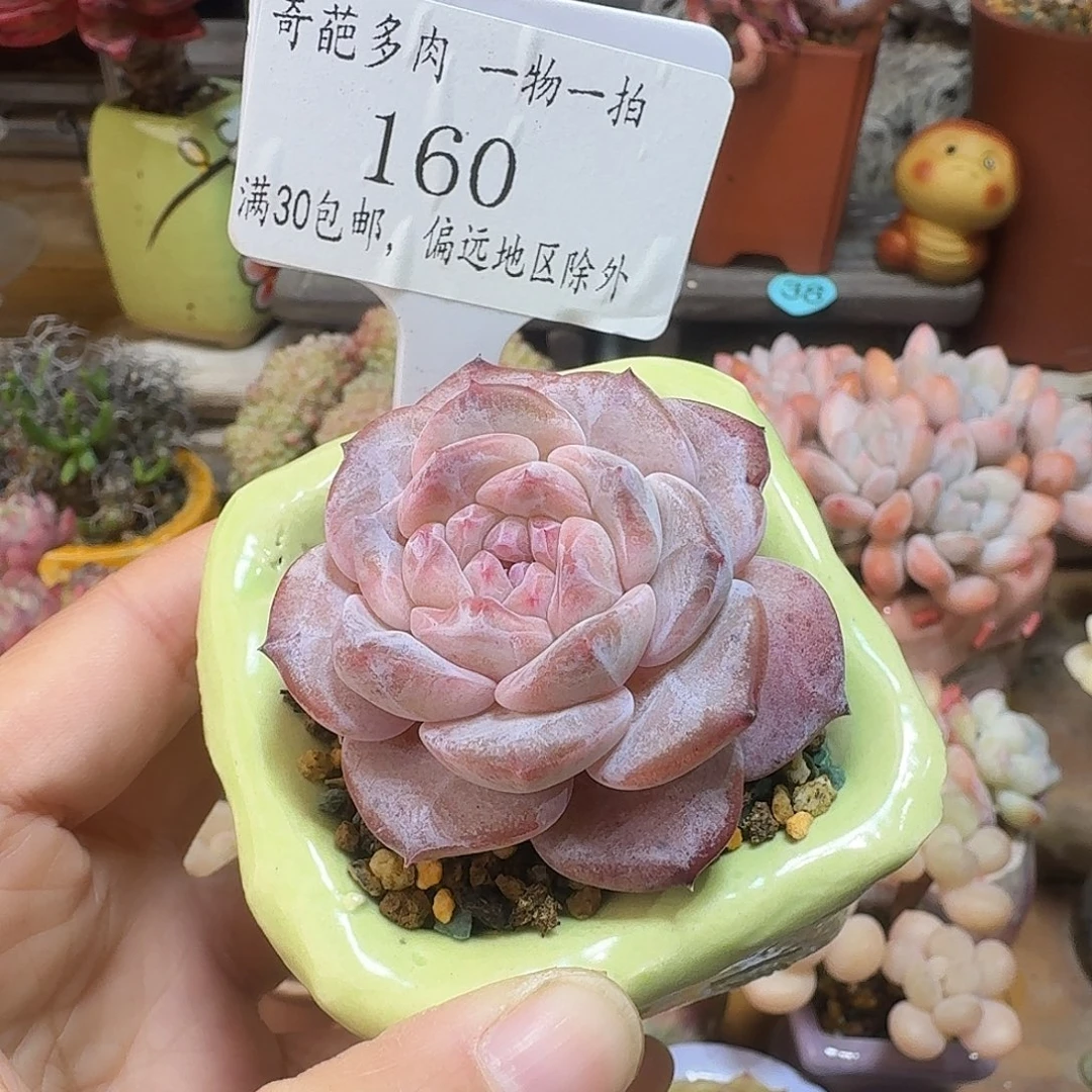 160 多肉含盆土 30元包邮非偏远