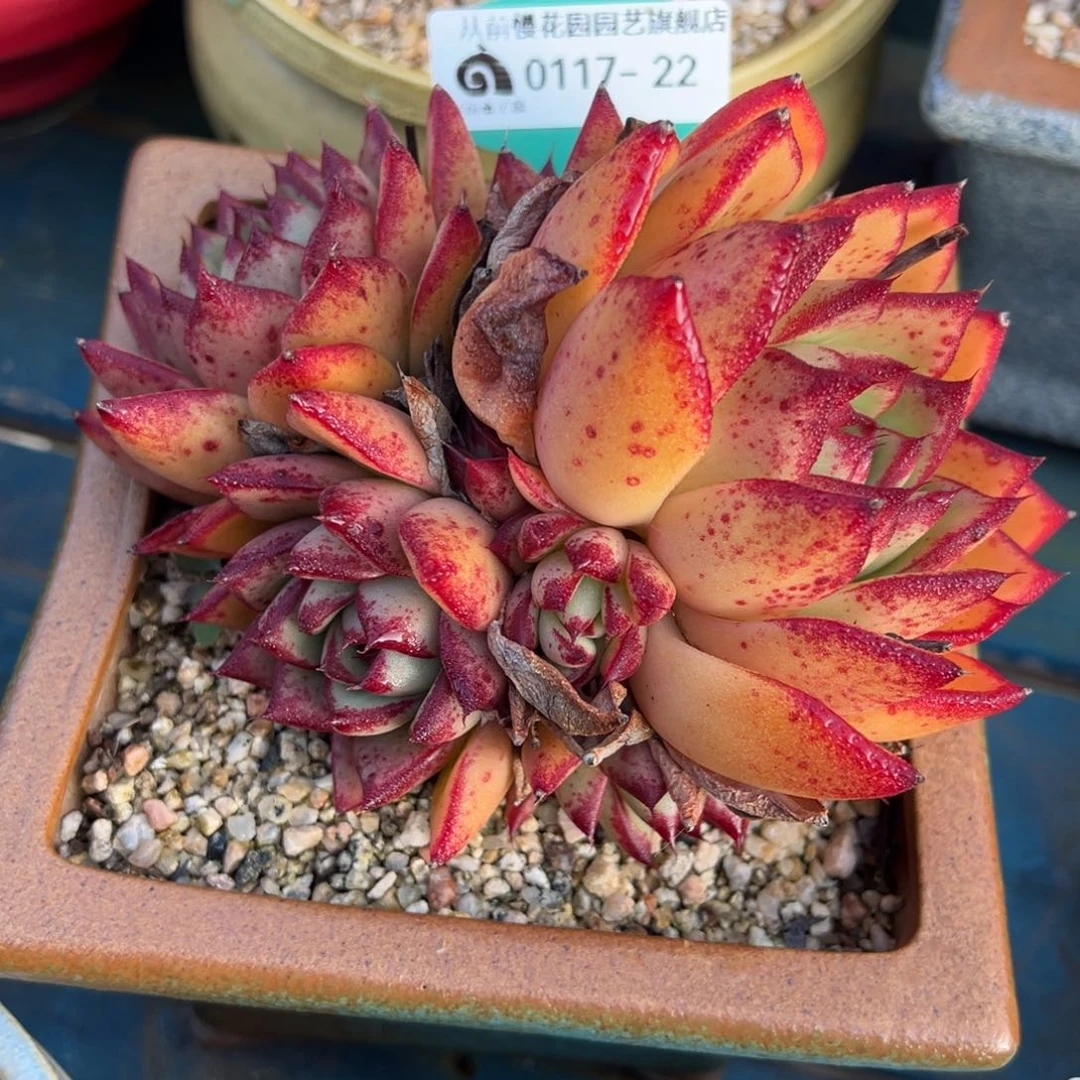 从前慢多肉精选编号0117.22