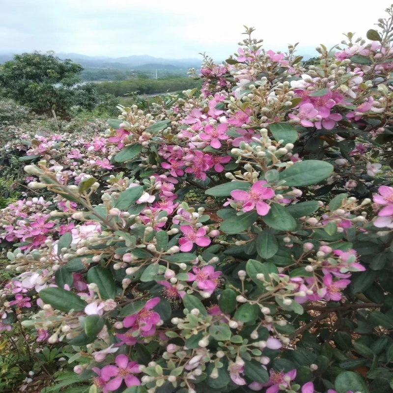 桃金娘百合花捻子树苗可庭院种植四季常绿适合南北方的观赏盆栽