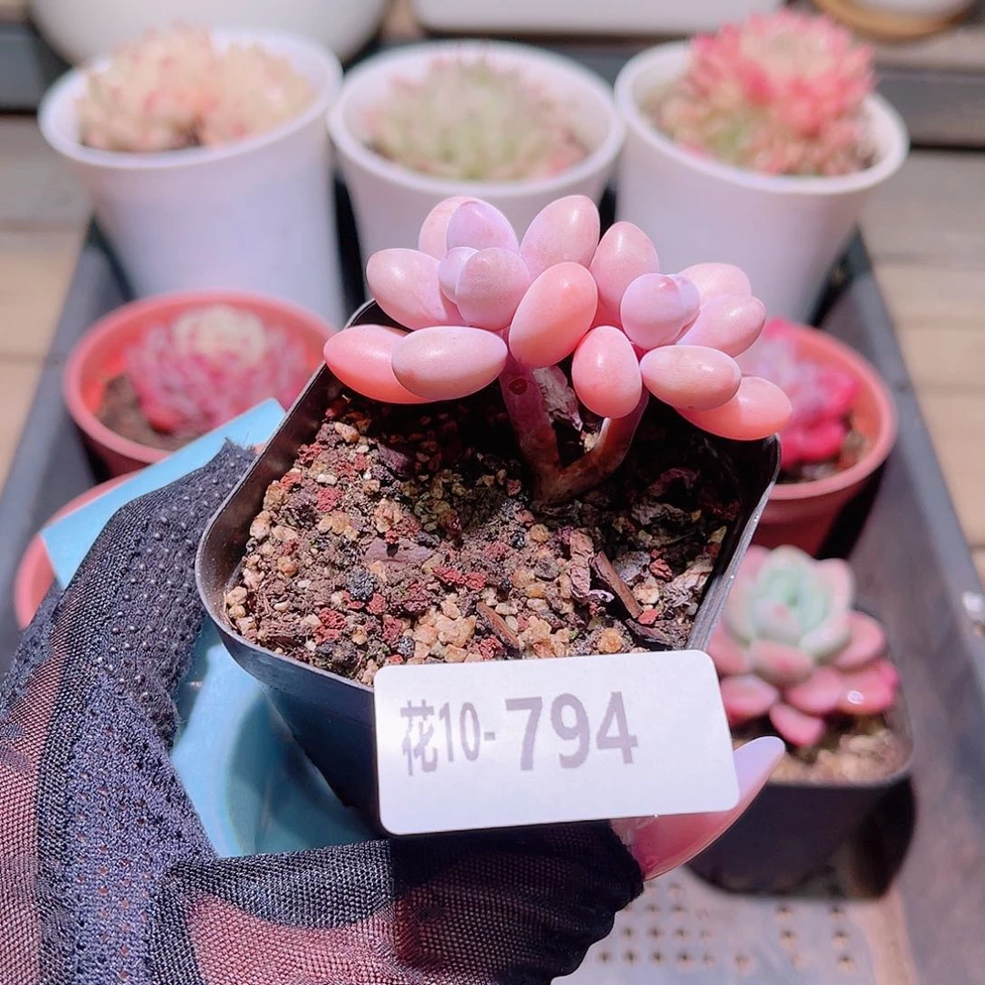 花利美10-794桃蛋