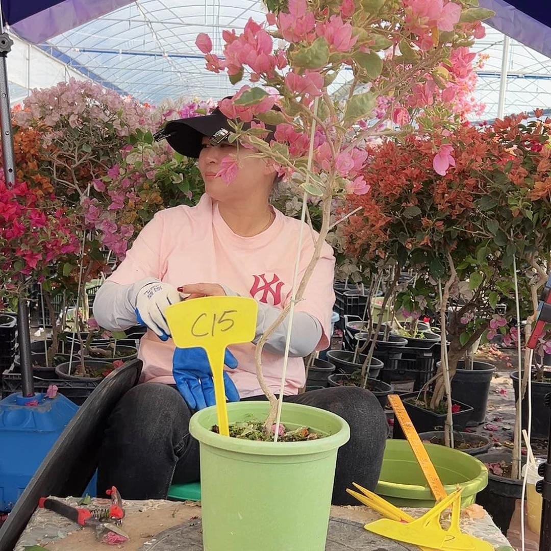 花***语大部分花苞少量开放C15小班叶