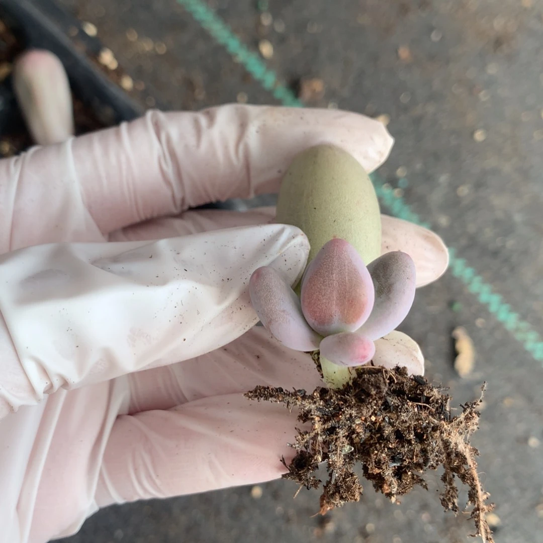 米可奶酪多肉有锦基因