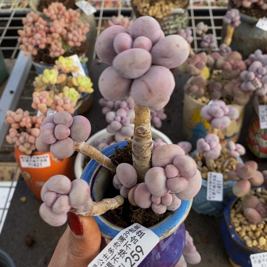 芭比奶酪259/9c m