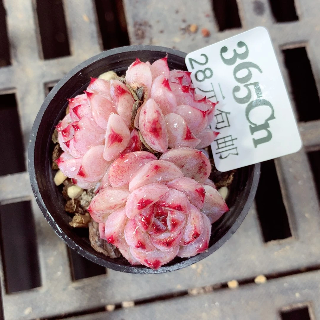 5厘米盆精控多肉365