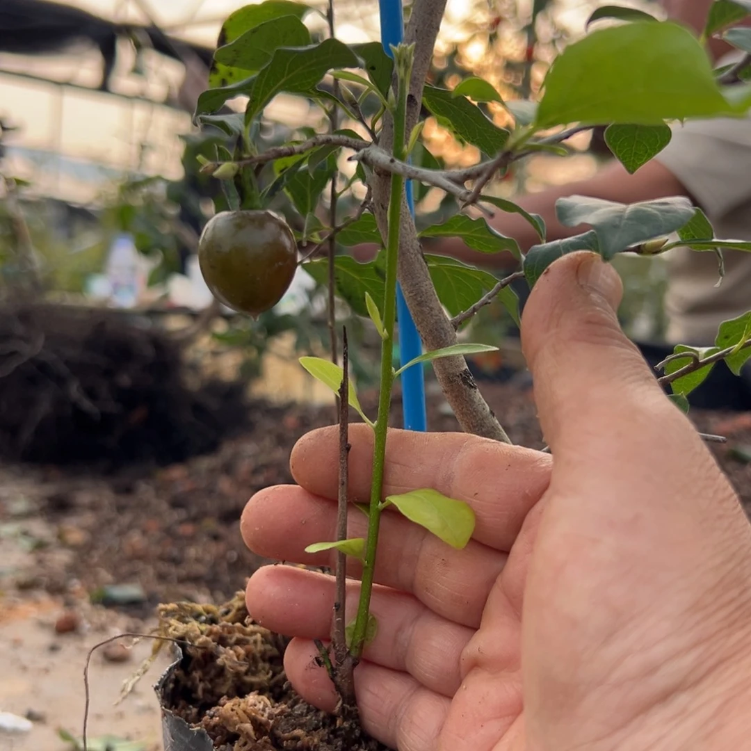 万***红哈哈哈哈未知立翅紫血红