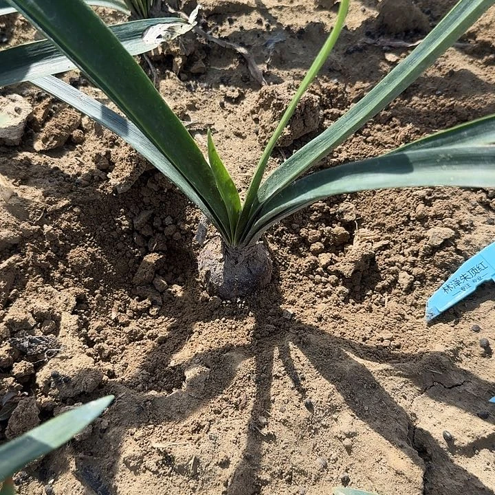 sv20朱顶红一棵3.8