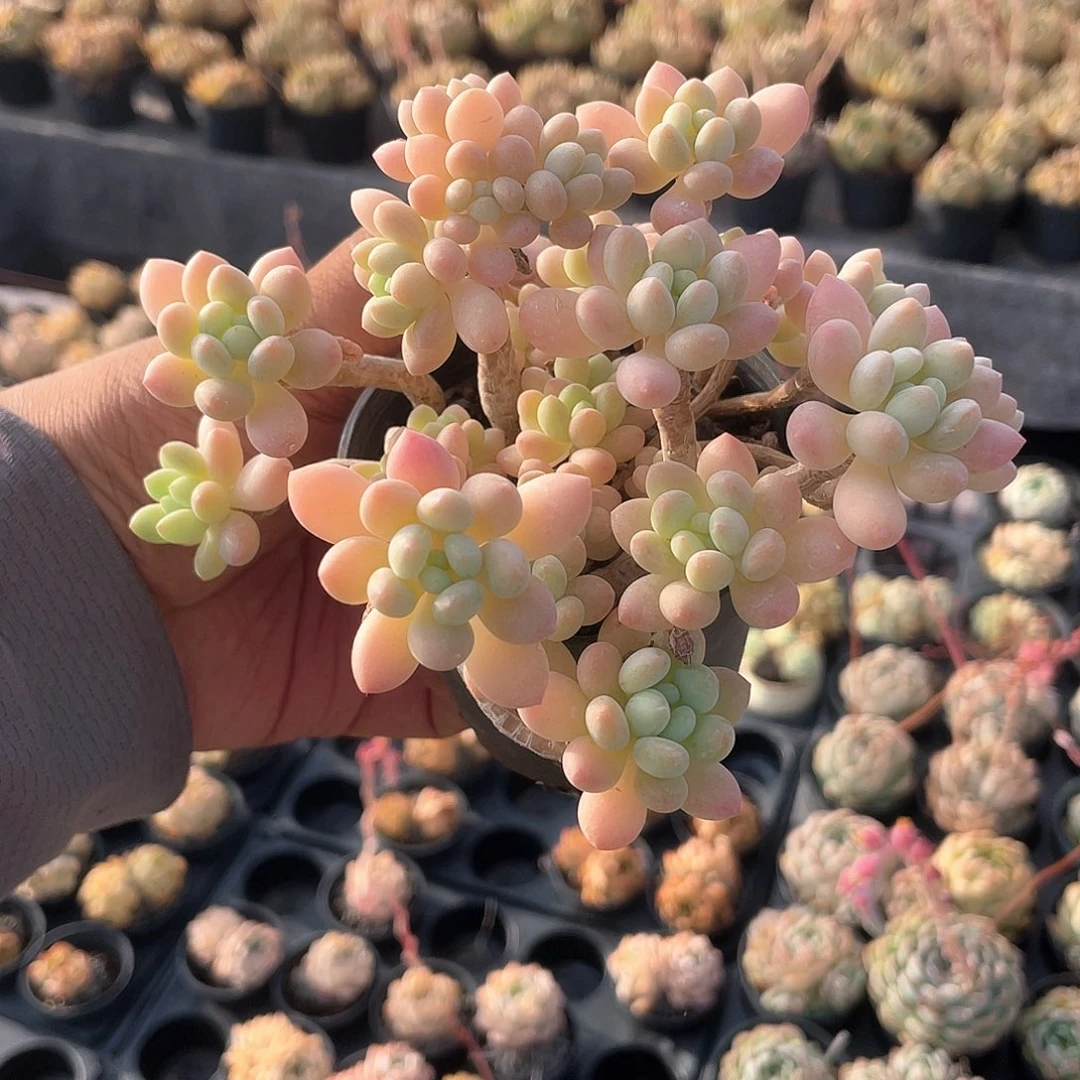 0326  洛可可  六月六