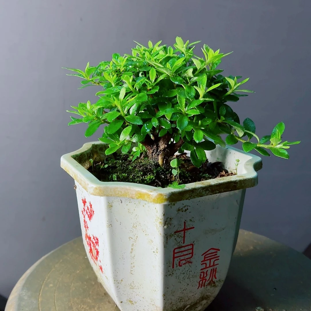 ****y无花朵盆景皋月杜鹃明美1272
