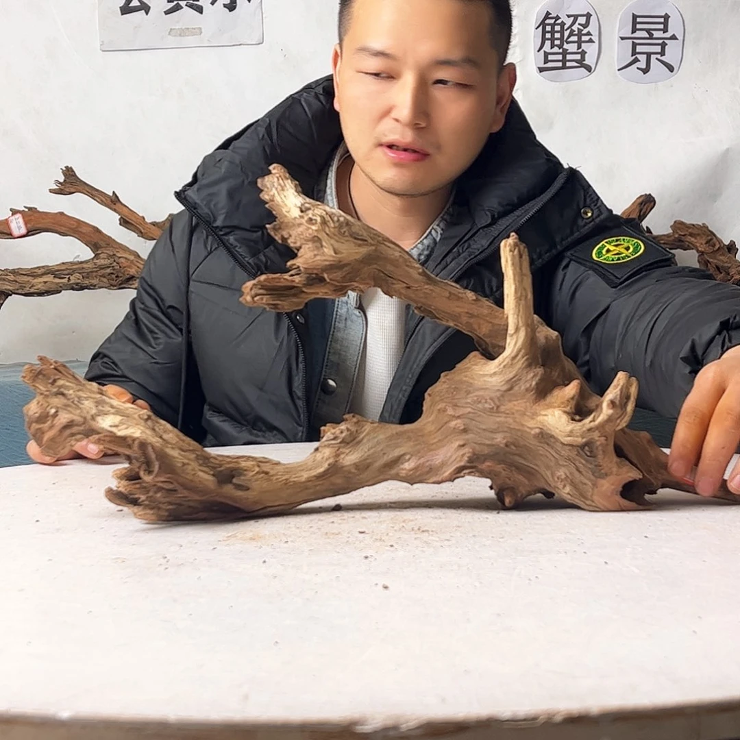 沉木造景爬宠造景