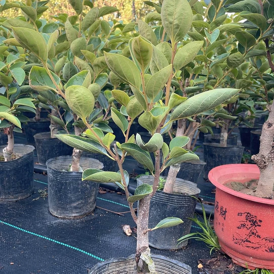 柿子树直播间福利18