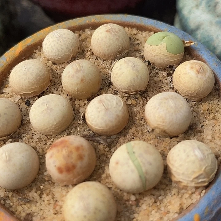 鸽子蛋1颗1厘米左右