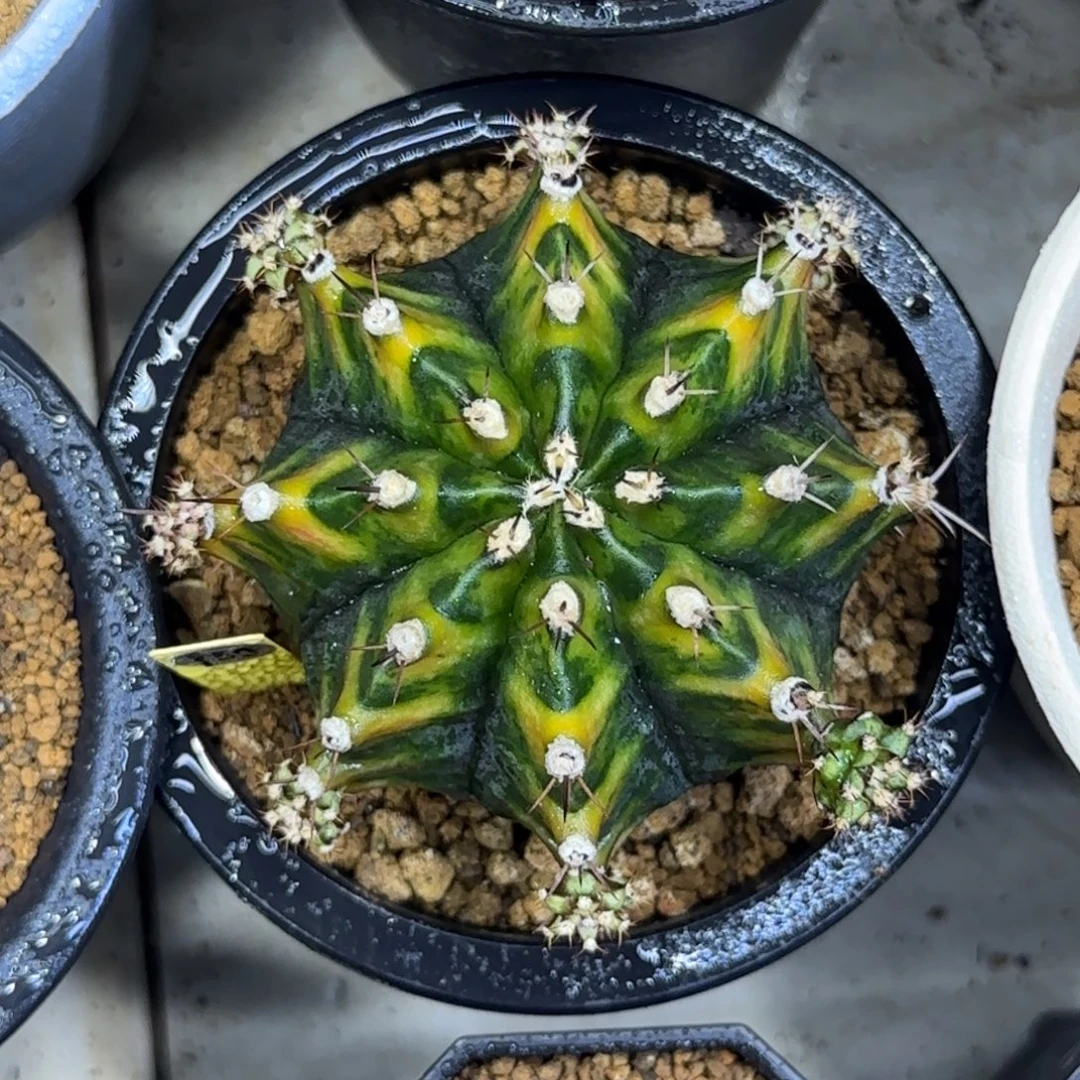 192号乌贼A带盆土发货