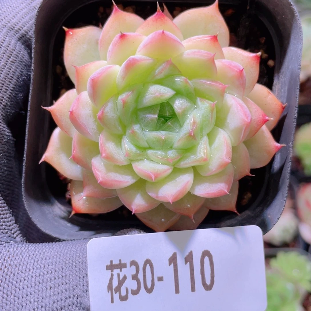 花利美30-110女王