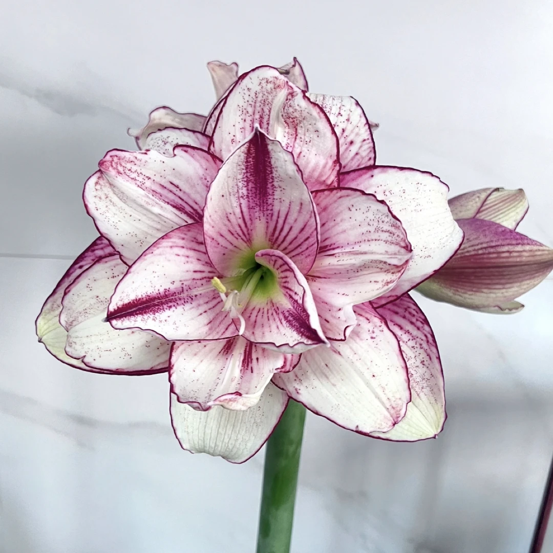 【爱瞳】重瓣朱顶红种球带花苞室内外盆栽四季开花好养活植物